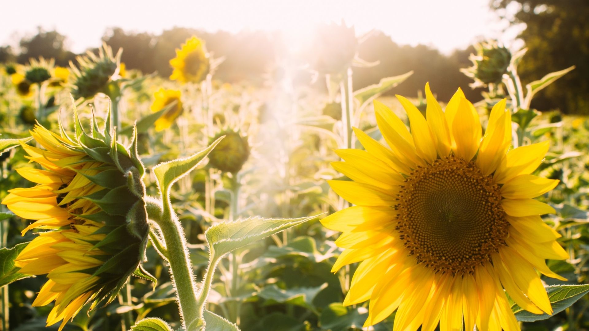 sunflowers and sunlight in a meadow