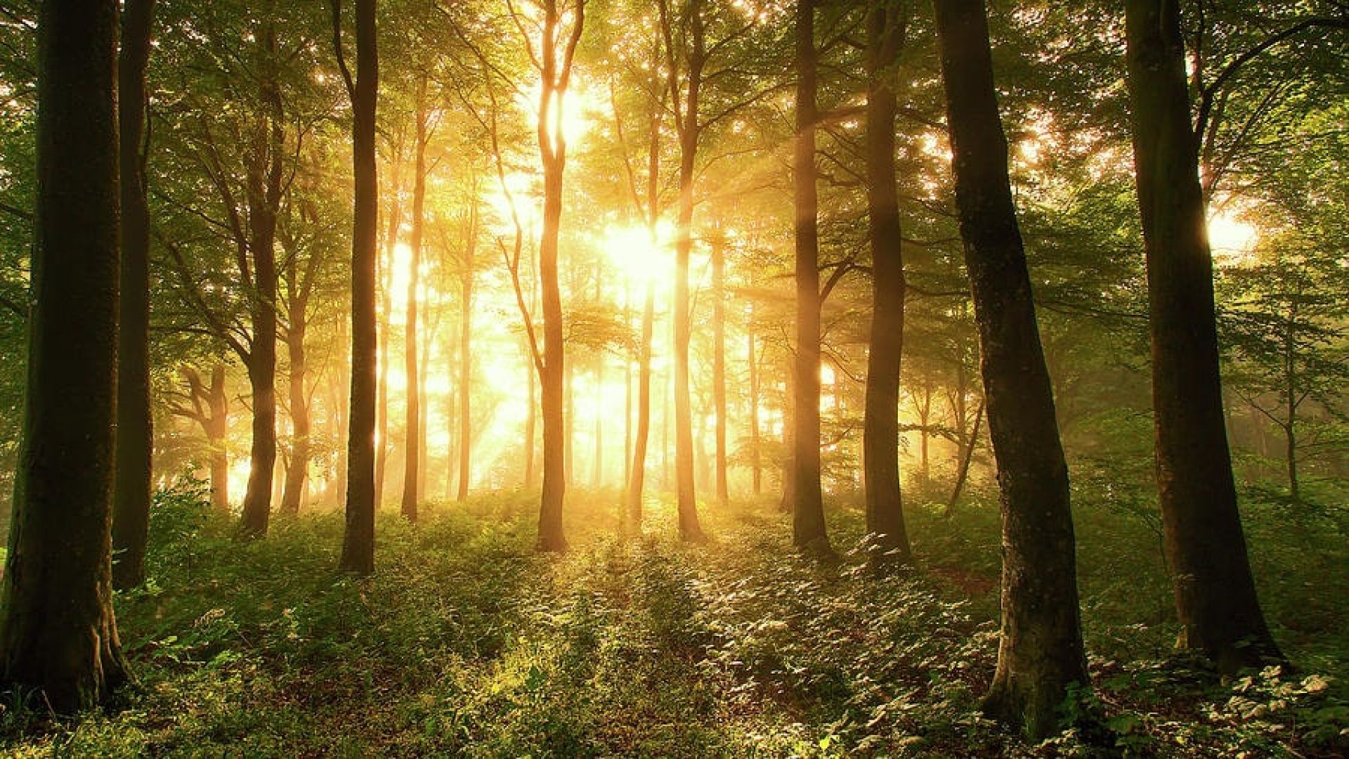 Sunlight rising and shining through the trees in the middle of a forest.