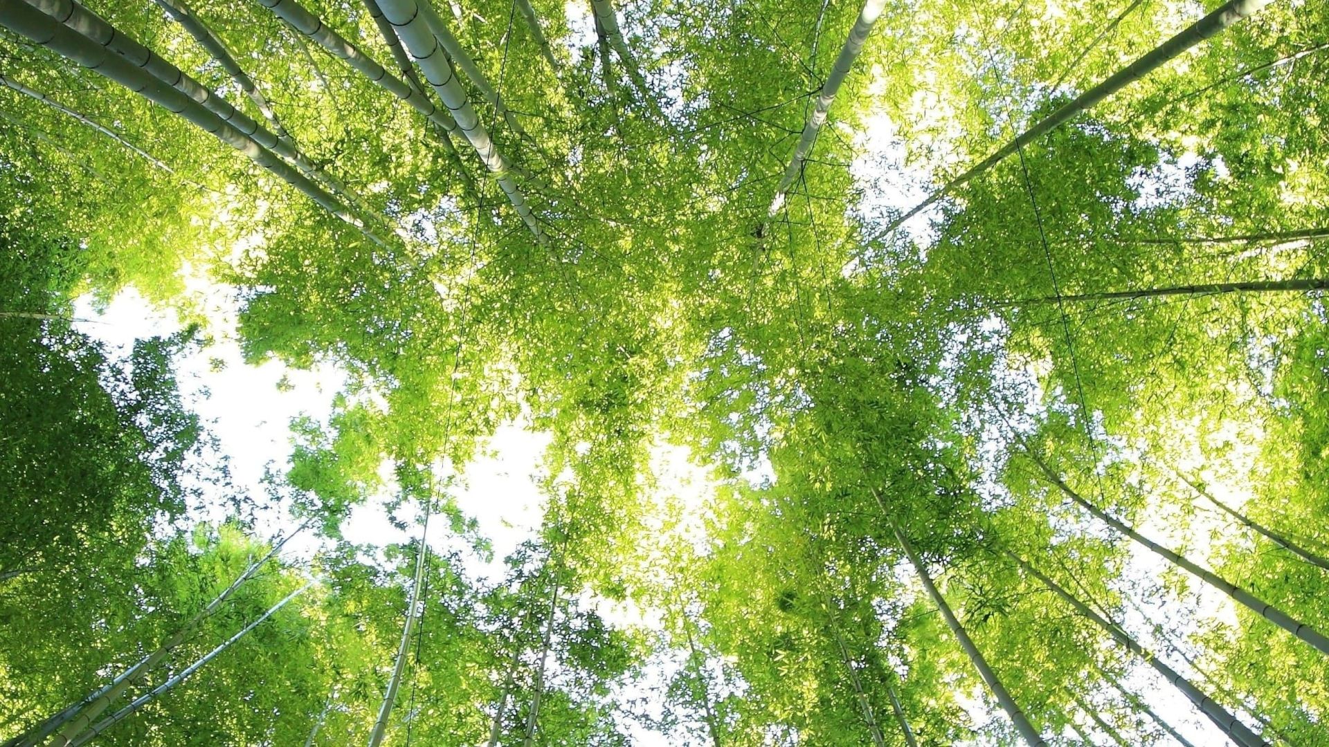 BNU launched CISE at the Sustainability Conference