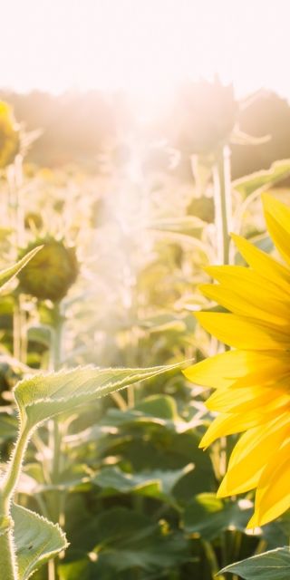 sunflowers and sunlight in a meadow