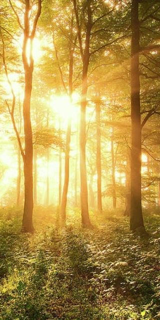 Sunlight rising and shining through the trees in the middle of a forest.