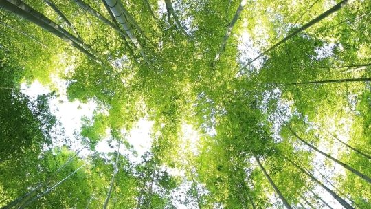 BNU launched CISE at the Sustainability Conference