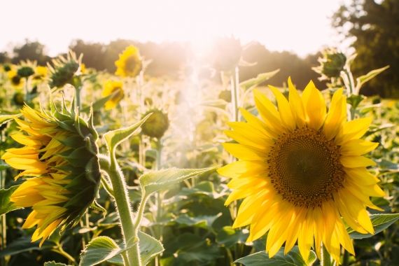 sunflowers and sunlight in a meadow
