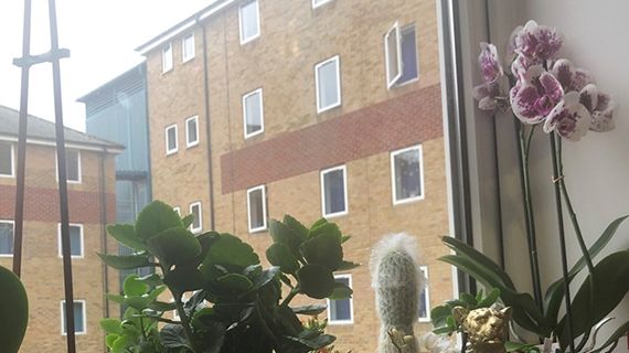 Flowers on a window sill