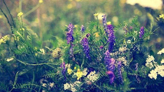 Purple flowers health and wellbeing