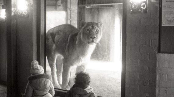 rosie lambert lioness