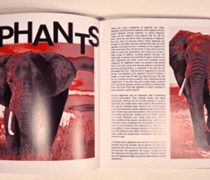 Work by Yasmin McNeill