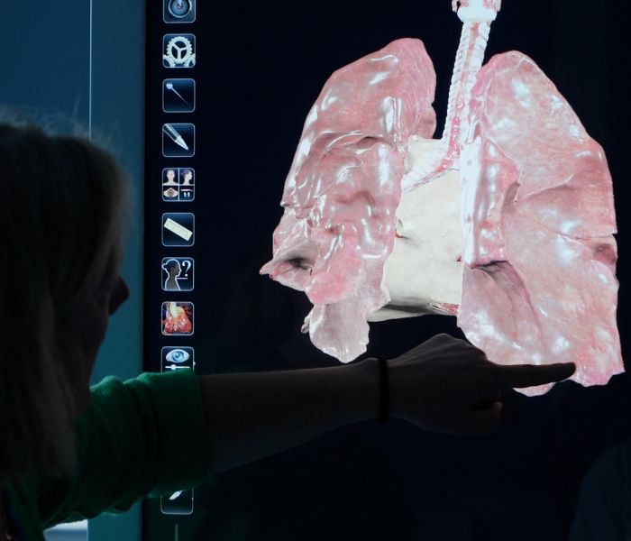 Lecturer pointing to a 3D digital anatomical model of the human lungs displayed on a interactive screen