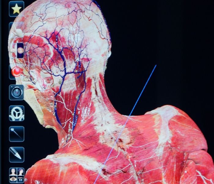 Muscles of a human showing on a digital screen - anatomage table.