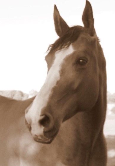 profile of a horse photographed by Lauren Tufton